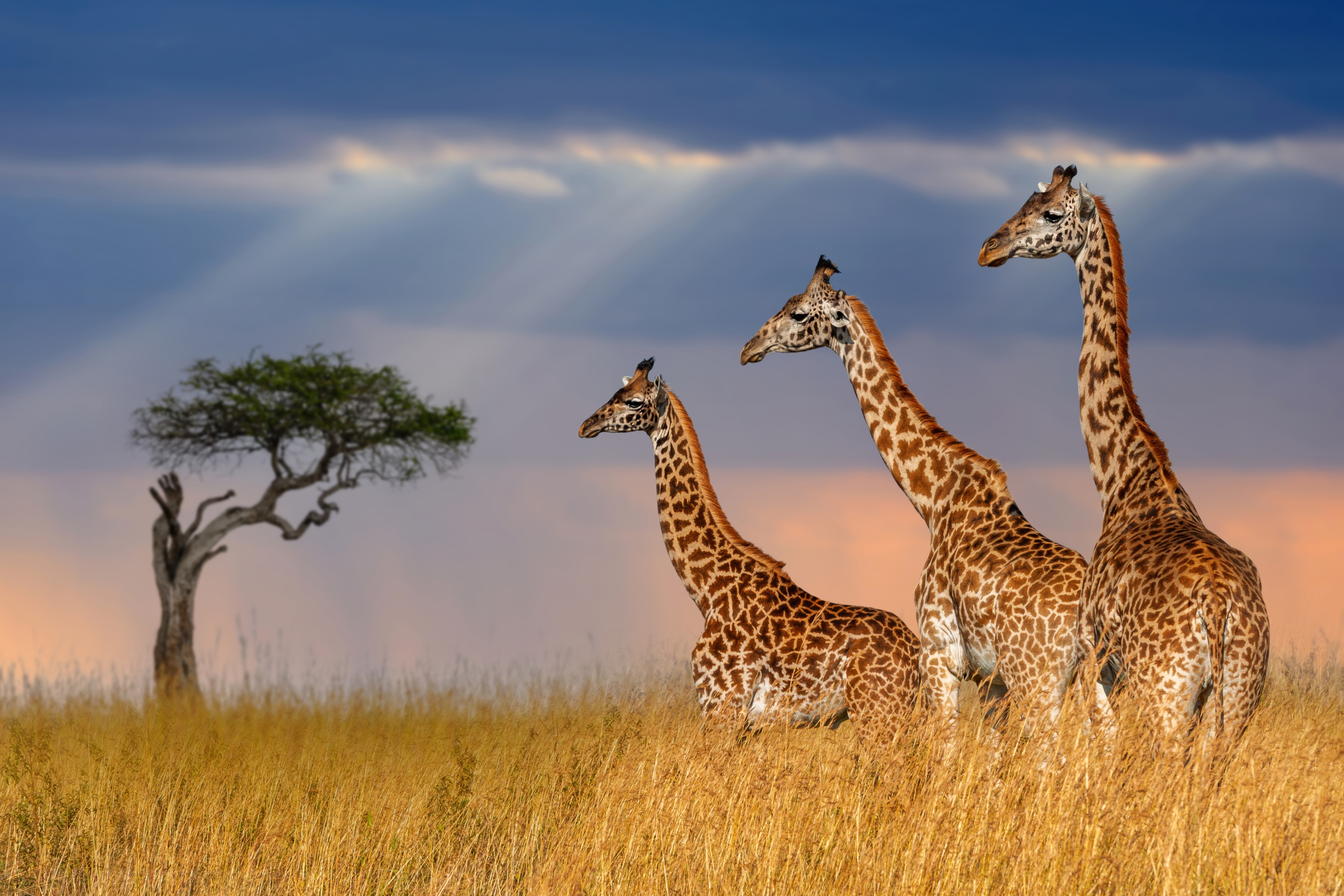 Kenya. Photo: Shutterstock