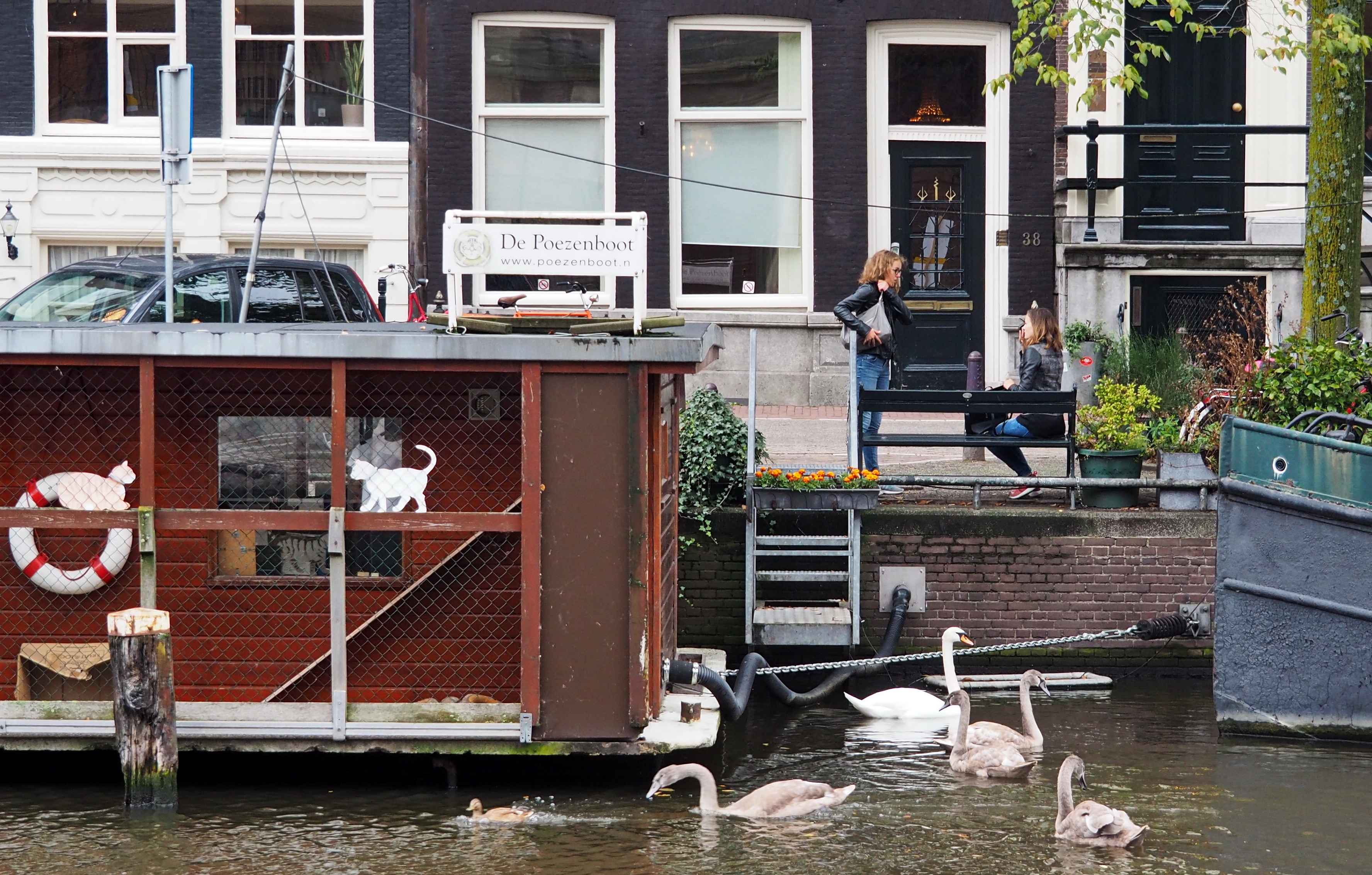 Cat boat. Phto: Alexander Gafarro / Shutterstock.com