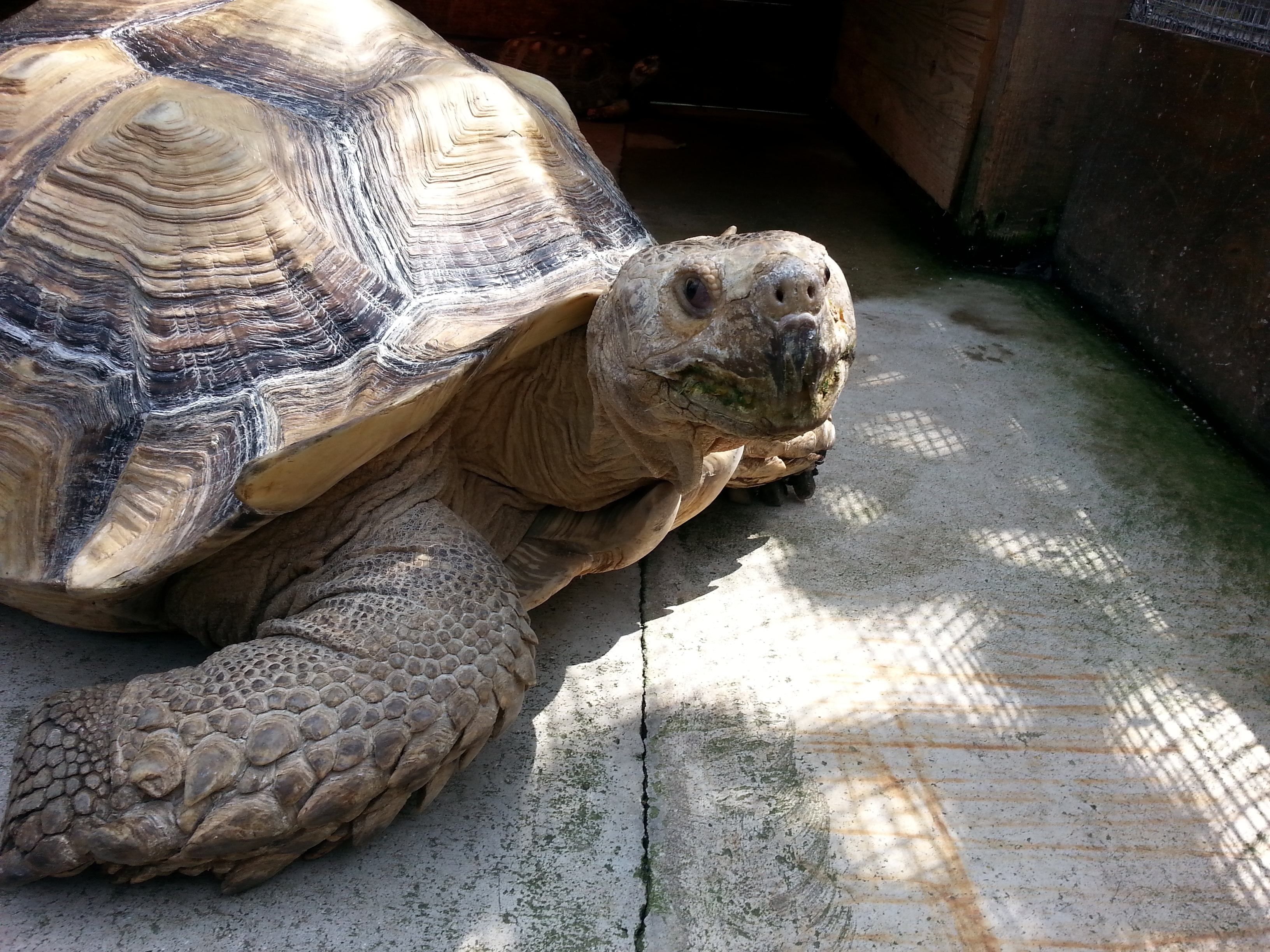 Giant Aldabra turtoise. Photo: Shutterstock