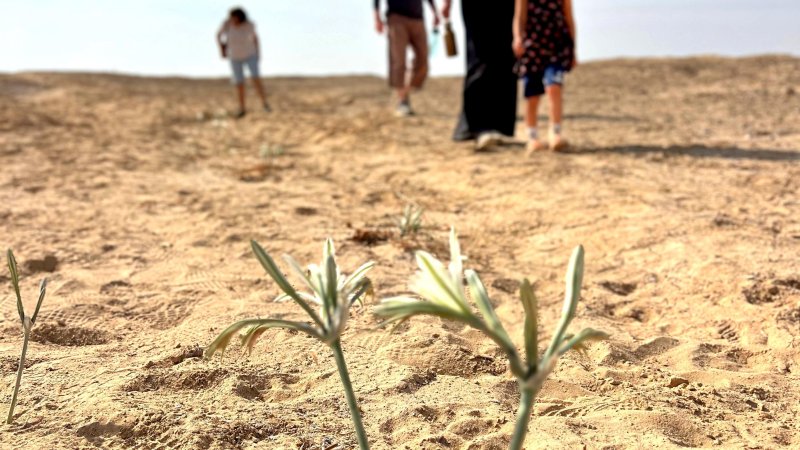 שביל החבצלות לזכר אהד בודי כהן ז"ל (צילום: אביעד בר) שביל החבצלות לזכר אהד בודי כהן ז"ל (צילום: אביעד בר)