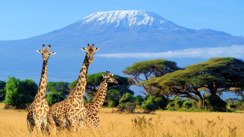 צילום: African Safaris צילום: African Safaris