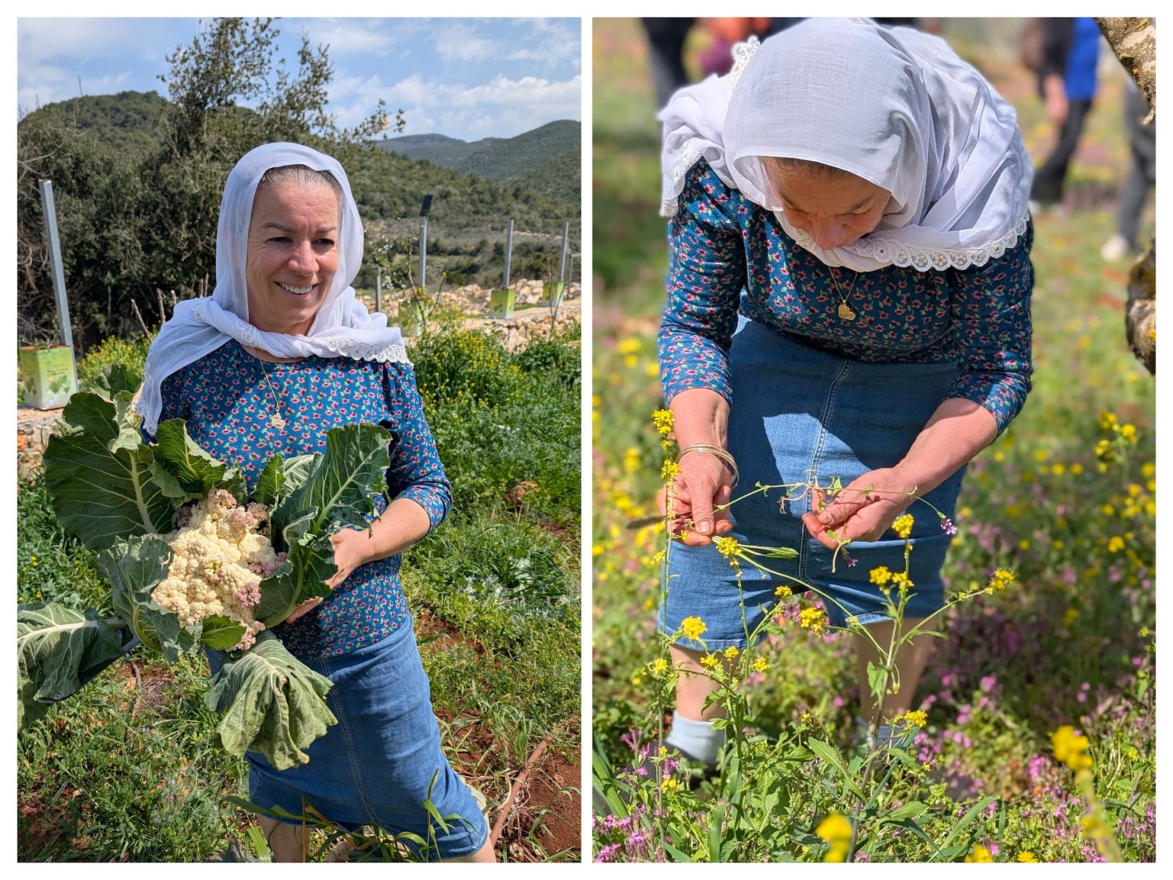 איבסתאם המלקטת והבשלנית הדרוזית