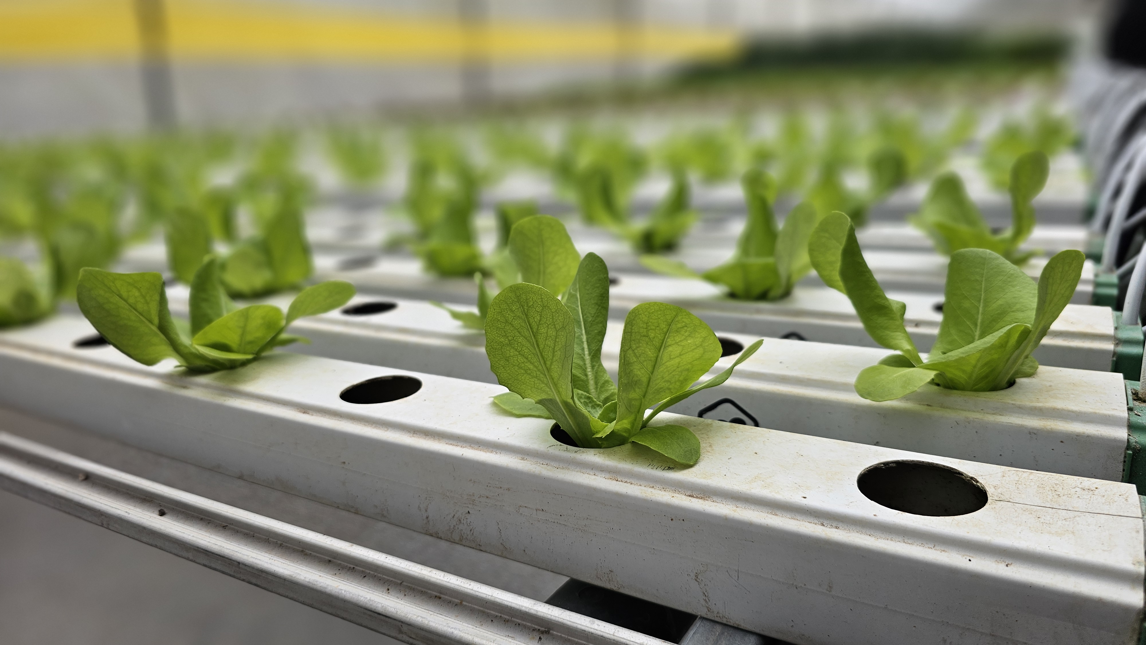 The hydroponic greenhouse. Photo: Ira Makiyenko
