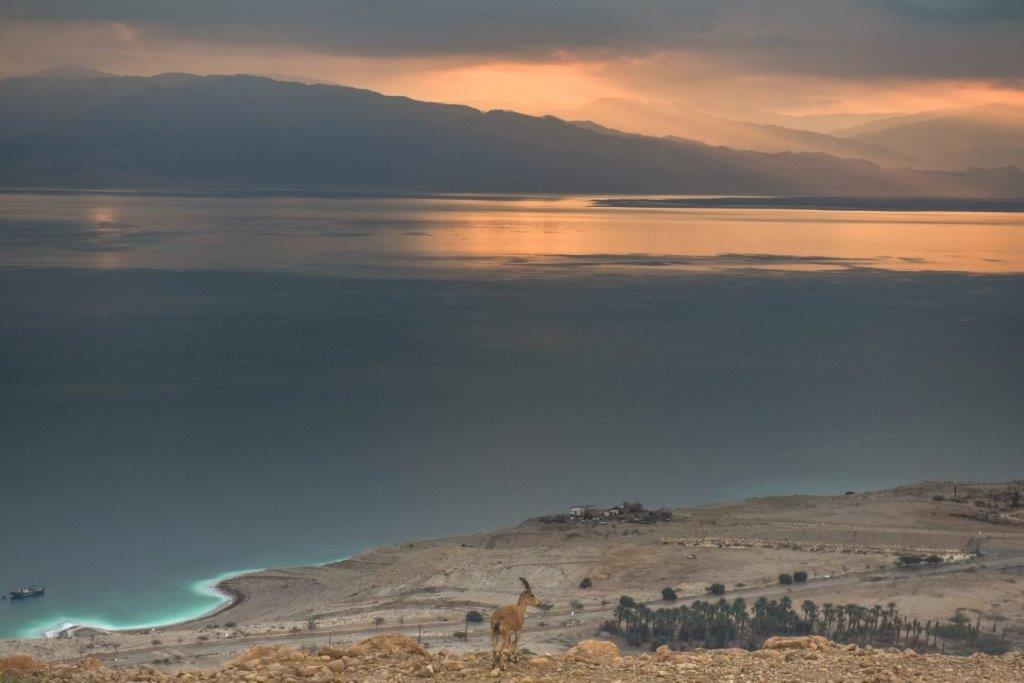 צילום: גיל כספי