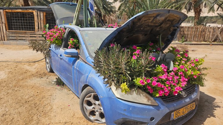 גם המכונית הישנה של שושני הפכה לקקטוסיה. צילום: ספיר פרץ