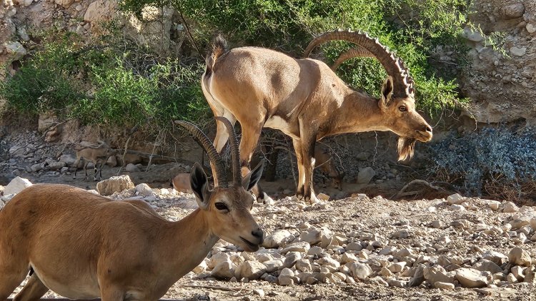 גם אותם פוגשים כאן - יעל נובי. צילום: ספיר פרץ