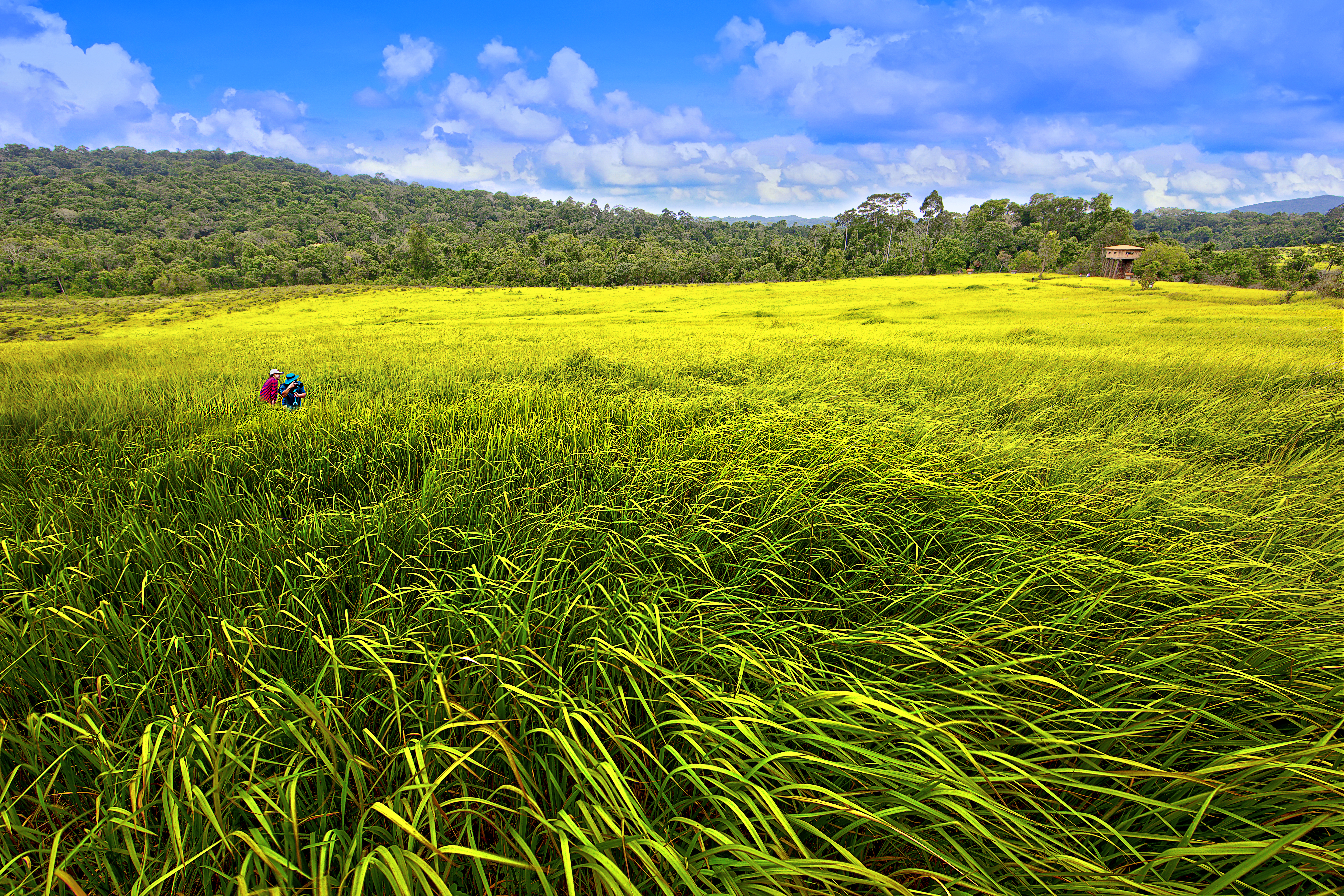 Nakhon Ratchasima-Khao Yai National Park-Nong Pak Chi Wildlife . צילום: לשכת התיירות של תאילנד בישראל - TAT