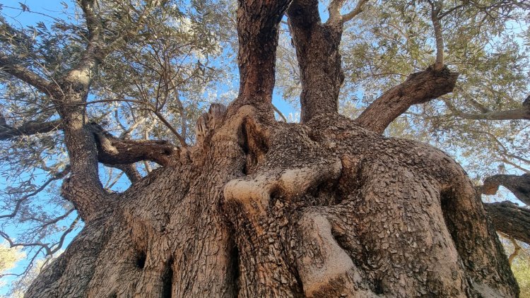 עץ הזית הזקן בישראל נמצא בדיר חנא וגילו מוערך ביותר מאלף שנים. צילום: ספיר פרץ
