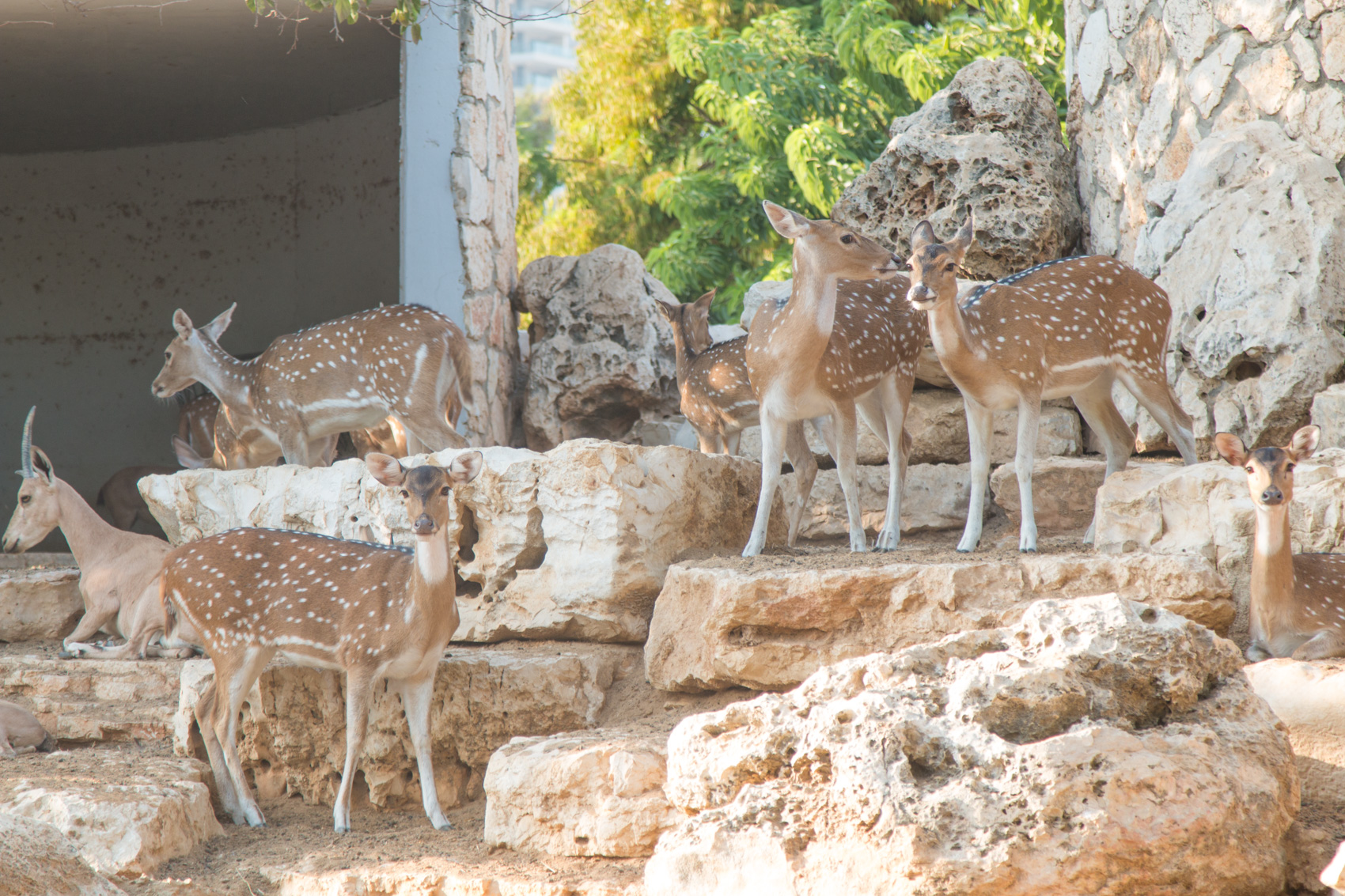 גן החי. צילום: דוברות עיריית פתח תקווה