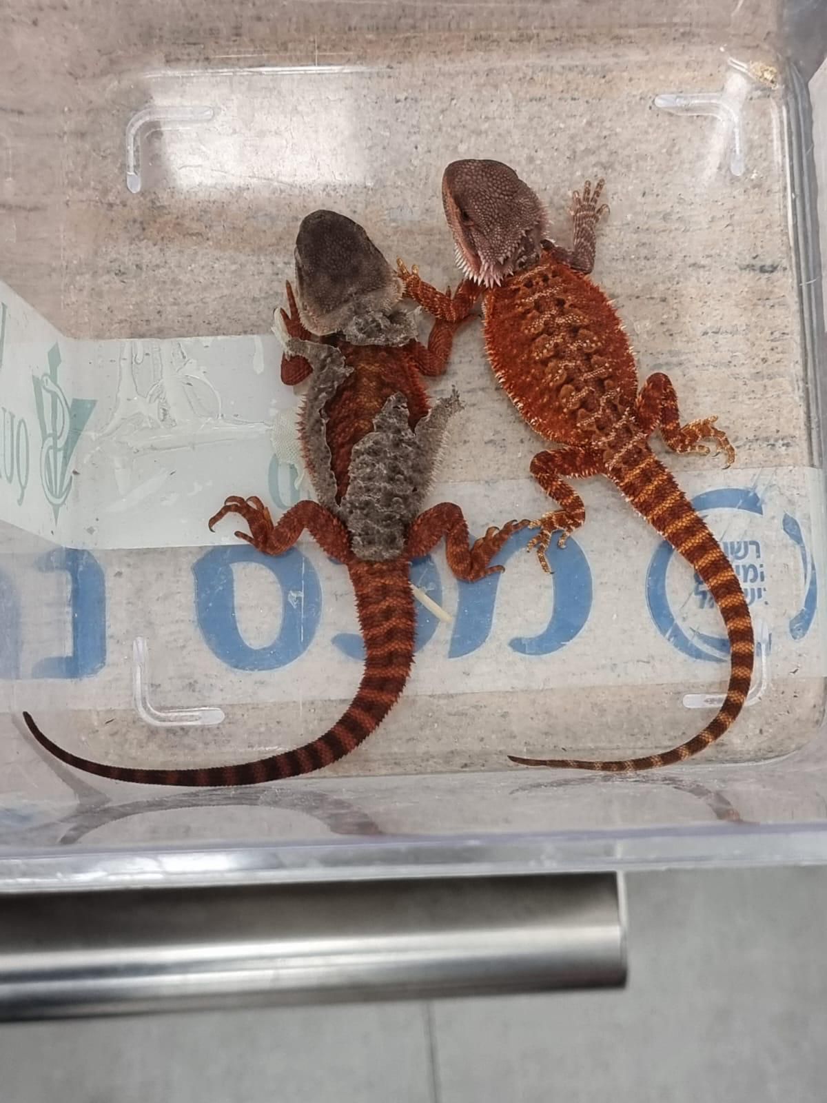 צילום: משרד החקלאות והמזון