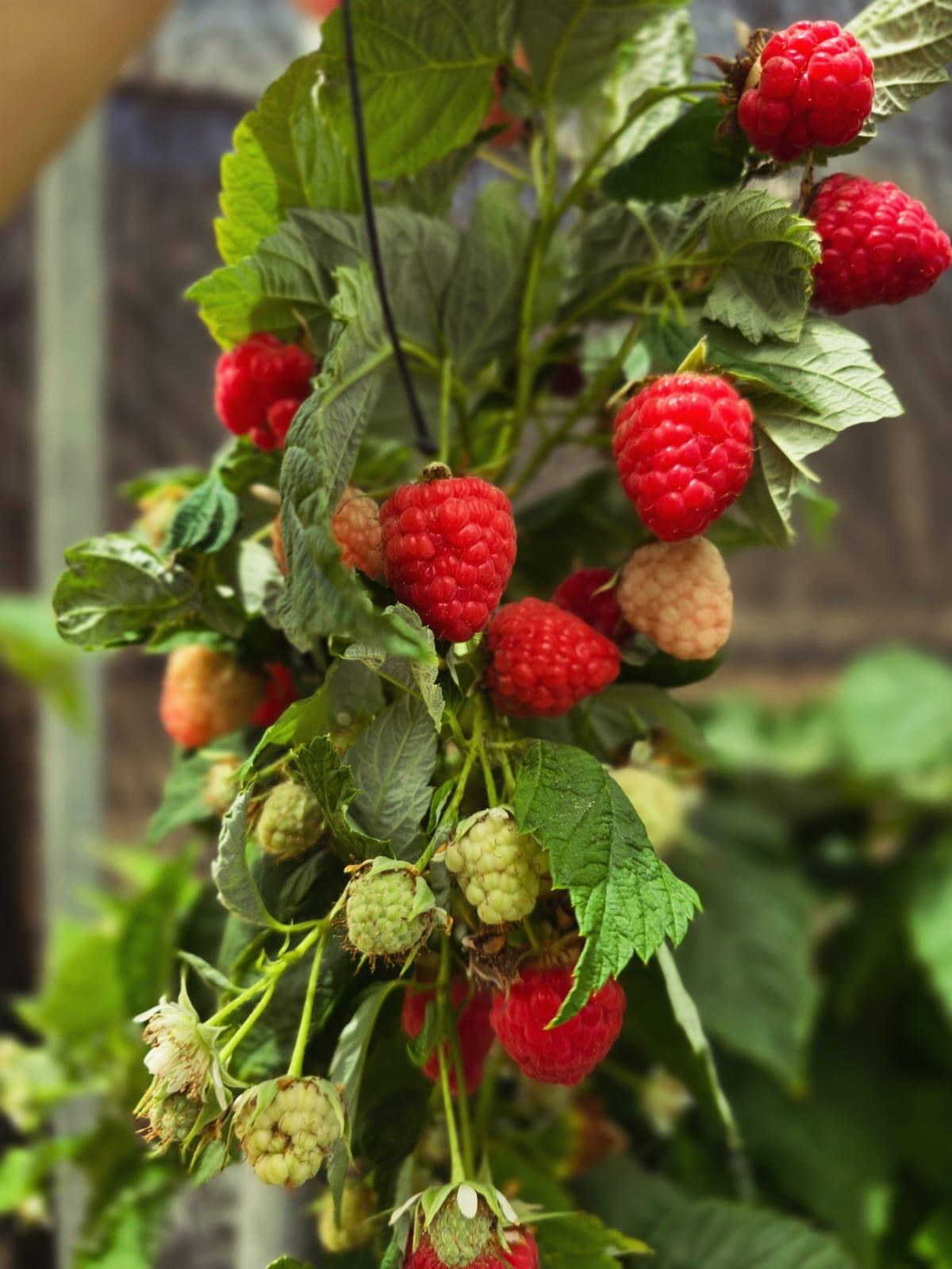 Photo: Flavors of Hope