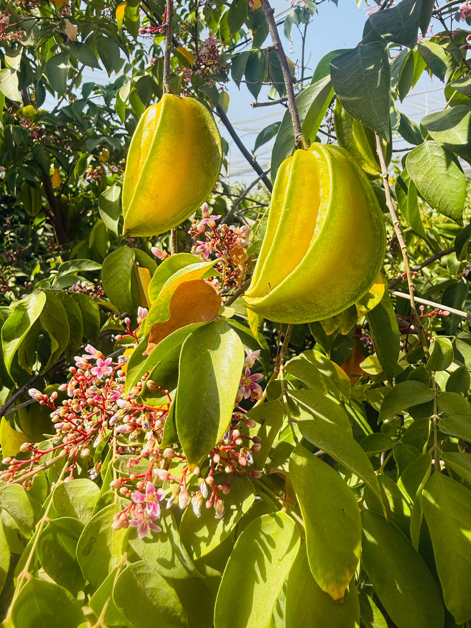 Photo: Flavors of Hope