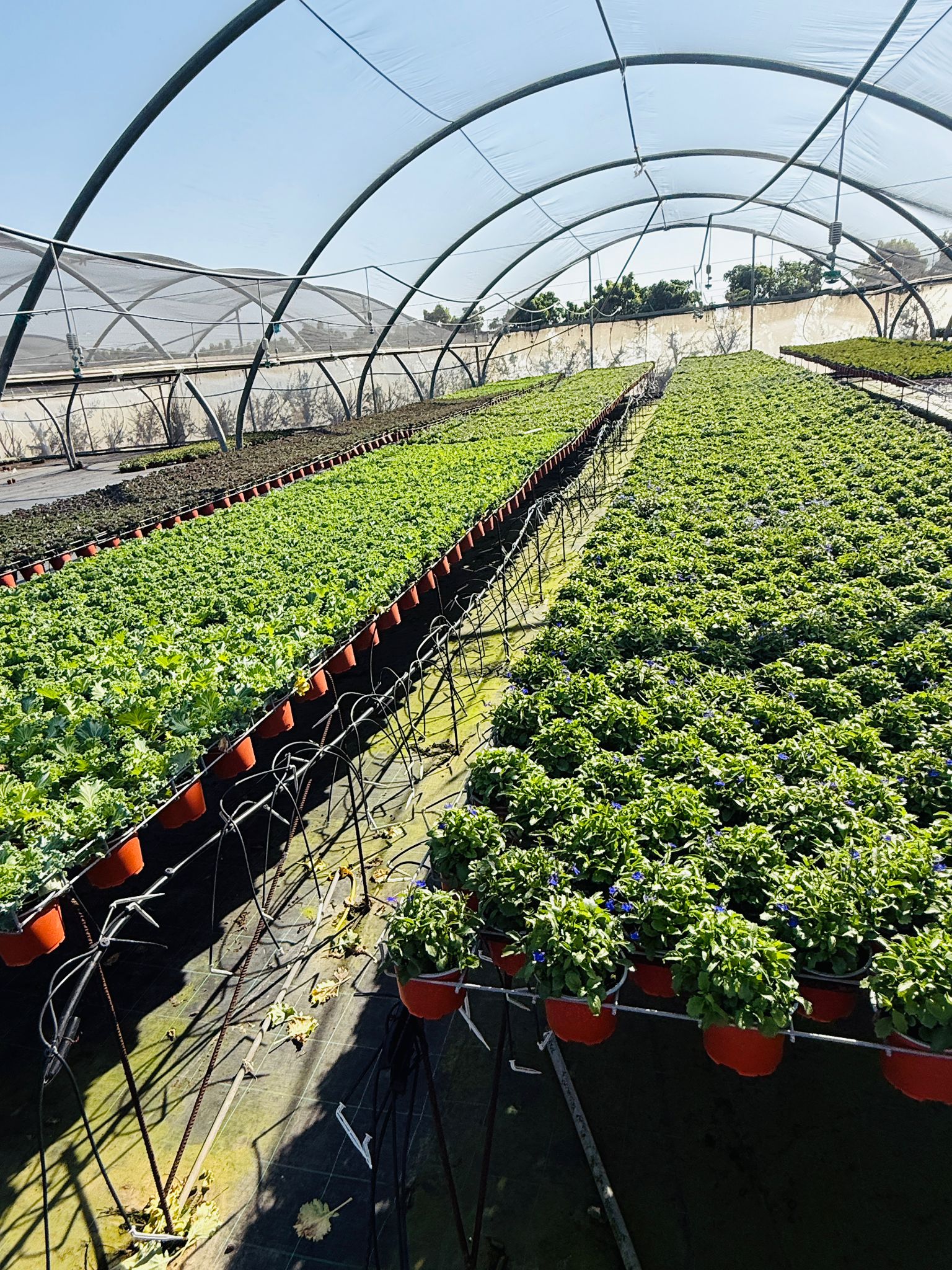 Photo: Flavors of Hope