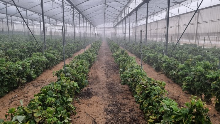 חממות פטל בנתיב העשרה. צילום: ספיר פרץ