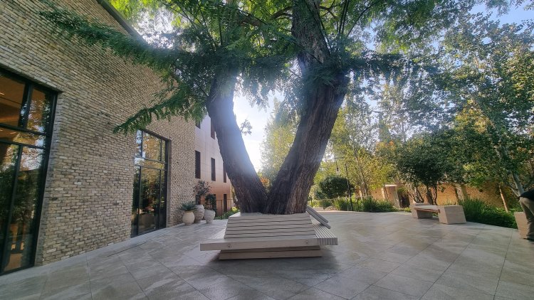 In the future, a transparent floor that makes the tree roots visible will replace the bench.Photo: Sapir Peretz.