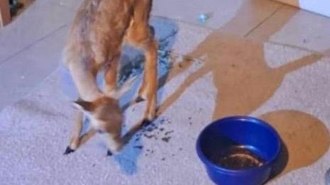 צילום: דוברות רשות הטבע והגנים