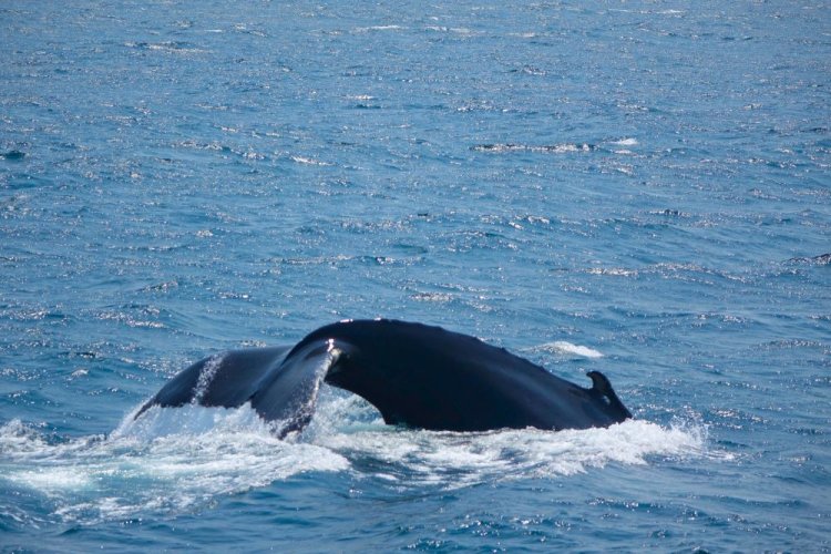 לוויתן באזור קייפ קוד, ארה"ב. צילום: ספיר פרץ