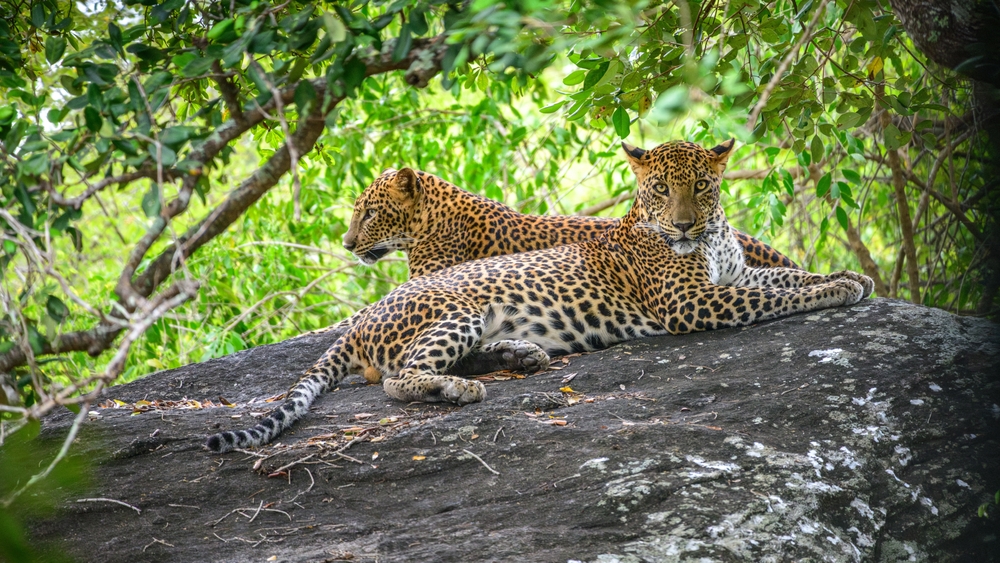 Yala Park. צילום: Shutterstock