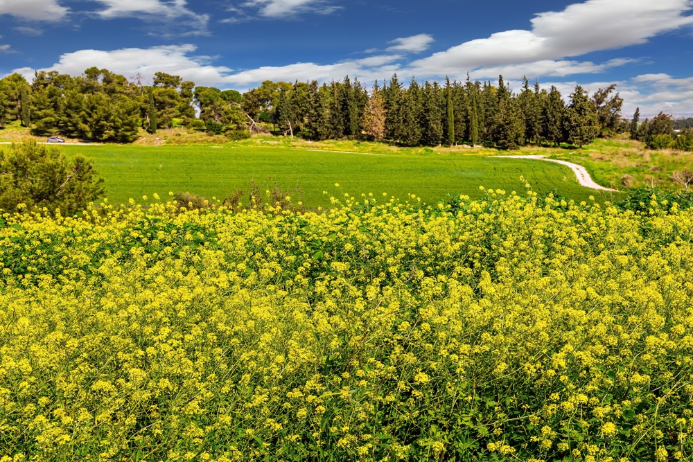 צילום: Shutterstock