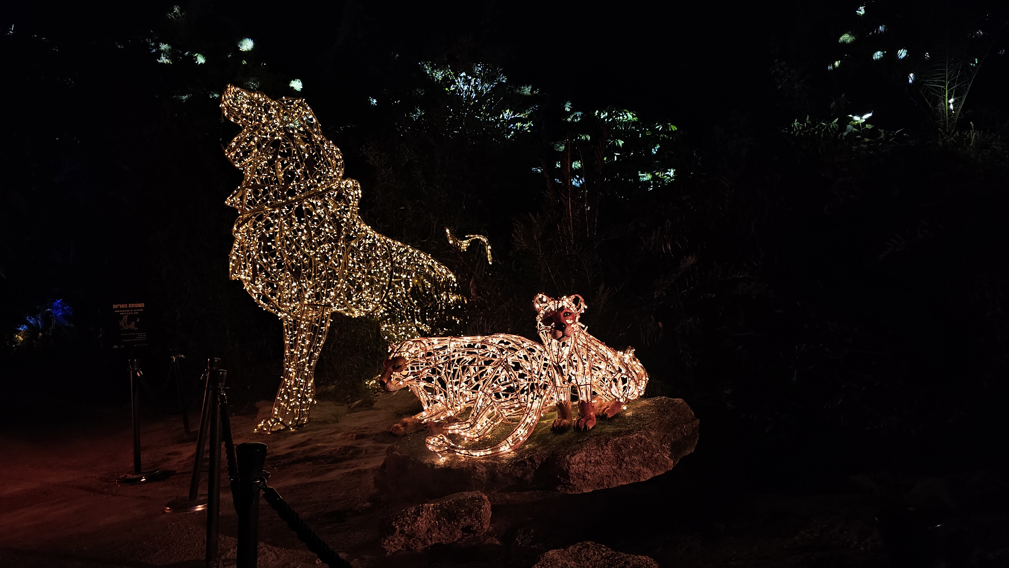 Семья львов. Фото: Ира Макейнко