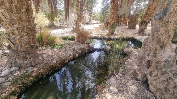פלג מים בין העצים. צילום: ספיר פרץ