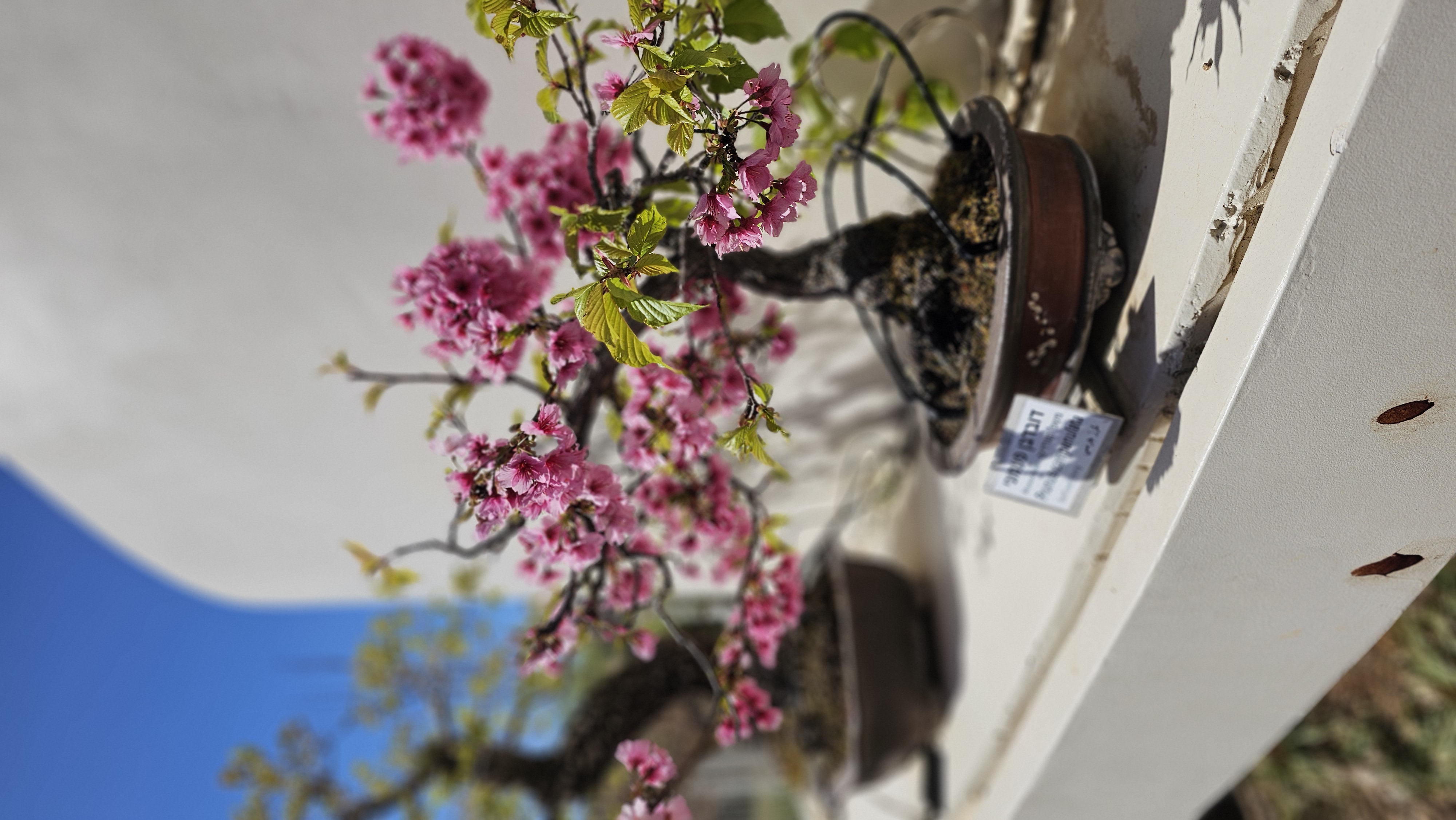 בונסאי של עץ דובדבן. צילום: אירה מקיינקו
