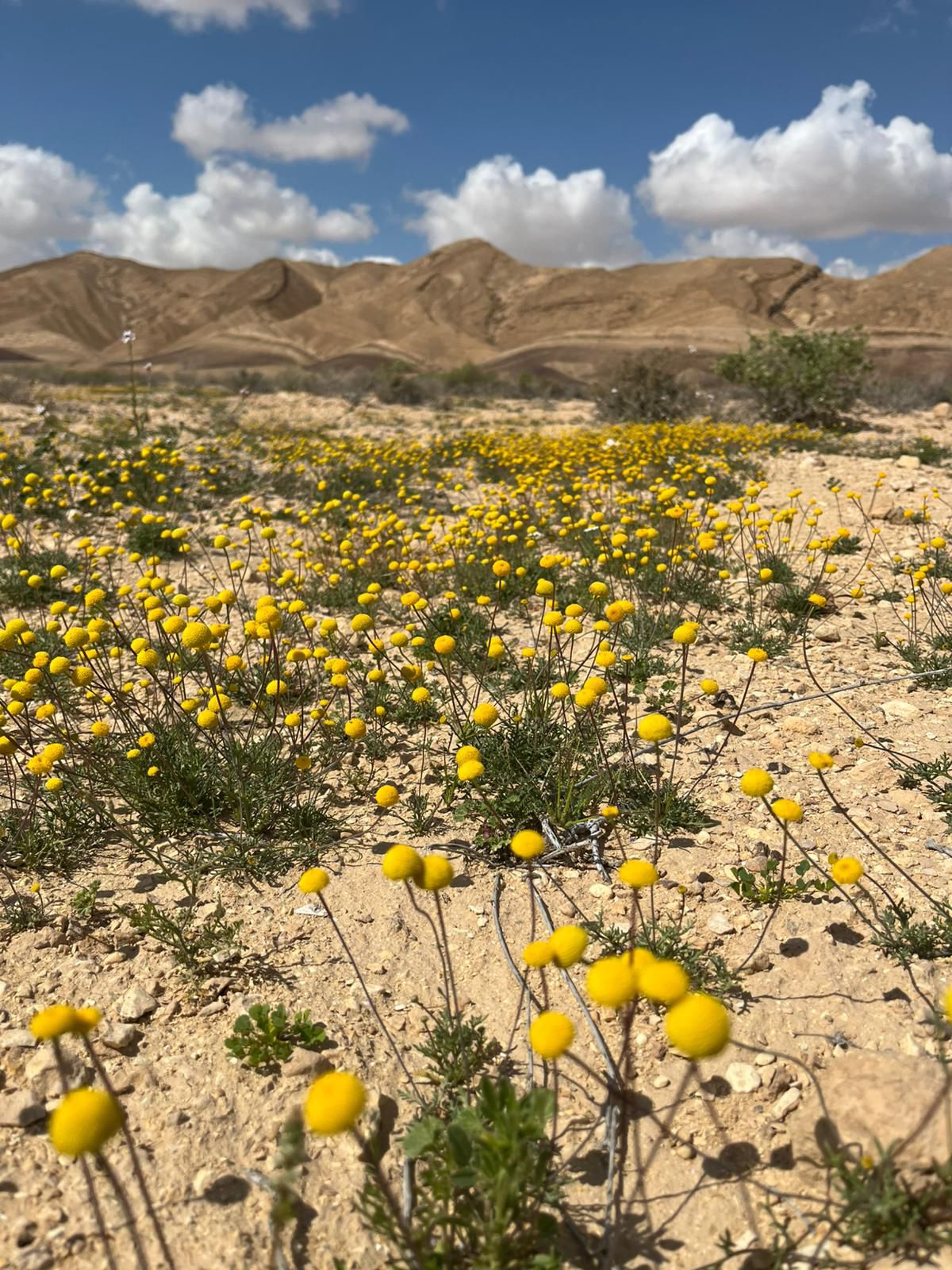 צילום: ג'מיל אטרש, רשות הטבע והגנים
