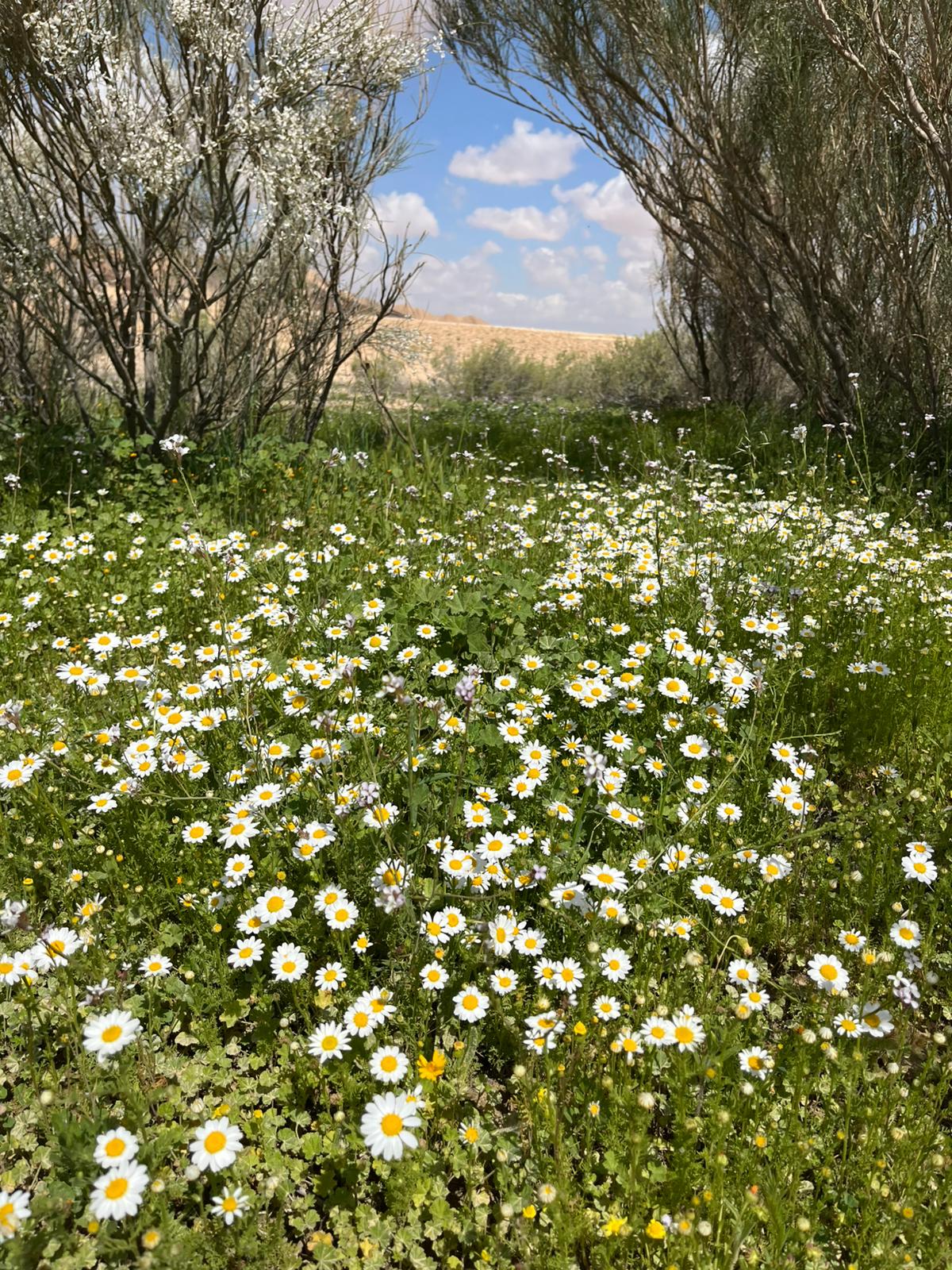 צילום: ג'מיל אטרש, רשות הטבע והגנים